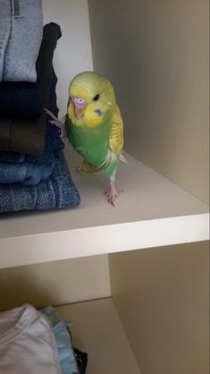 a yellow and green parakeet sitting on top of a shelf in a closet