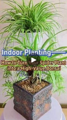 indoor planting how to turn your spider plant into a high - value bonsaii