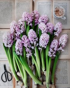 purple flowers on top of an open book next to scissors and other items that include garlic