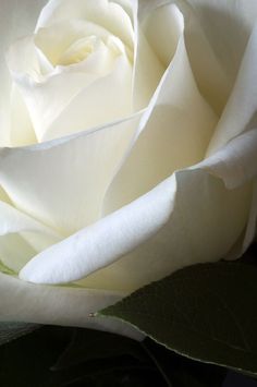 a close up view of a white rose