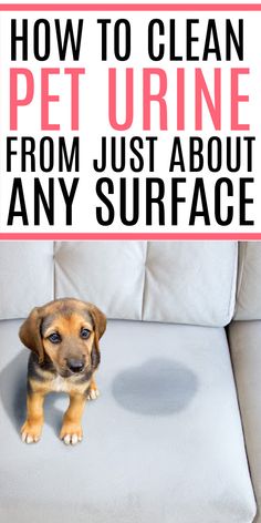 a dog sitting on top of a couch with the words how to clean pet urine from just about any surface