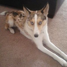 a brown and white dog laying on the floor