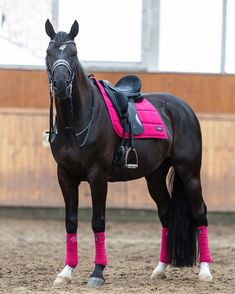 a black horse with pink socks on it's legs and head standing in an arena