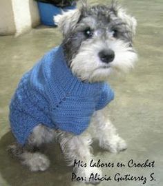 a small dog wearing a blue sweater