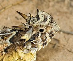 a lizard with spikes on its head and the caption oh, like you never had a bad hair day