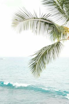 a palm tree hanging over the ocean with waves coming in from the water behind it