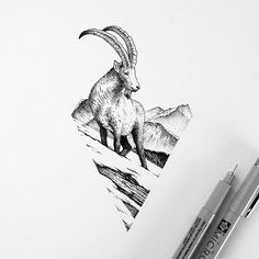 an ink drawing of a mountain goat on paper