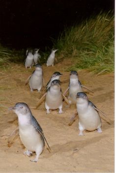 a group of little penguins standing on top of a sandy beach next to tall grass