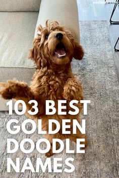 a brown dog sitting on top of a rug next to a couch with the words,'103 best golden doodle names '