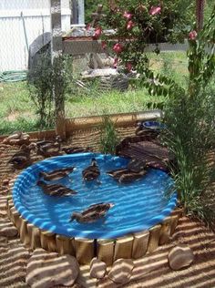 ducks are swimming in an outdoor pool made out of logs and wood, surrounded by grass