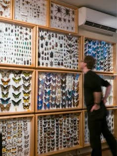 a man standing in front of a wall full of butterflies