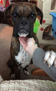 a brown and white dog sitting on top of a bed next to a person's hand