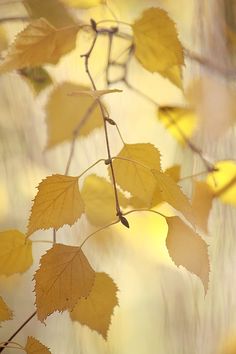 some yellow leaves are hanging from a branch