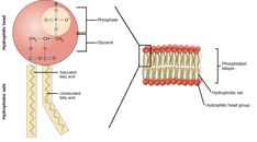 the structure of an animal's cell is shown in this diagram, and shows how it