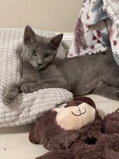 a gray cat laying on top of a bed next to a stuffed monkey and teddy bear