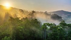 the sun shines brightly through the foggy trees in the mountainside forest on a sunny day