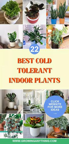 several different types of indoor plants with the words best cold tolerant indoors plants