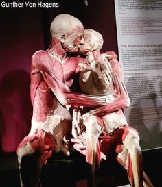 an image of a human anatomy model on display