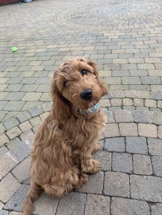 a small brown dog sitting on top of a brick road next to a green frisbee