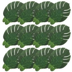 four green leaves are arranged in rows on a white background, each with different shapes and sizes