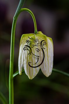 a close up of a flower with a face drawn on it