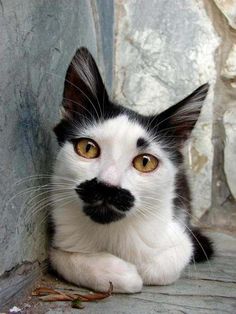 a black and white cat with a moustache on it's face sitting in front of a stone wall