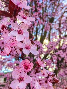 pink flowers blooming on the branches of trees