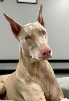 a white dog laying on top of a bed next to a wall with pictures on it