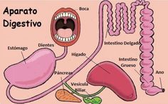 diagram of the anatomy of an animal's body and its organ systems in spanish