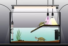 an aquarium with two turtles in it