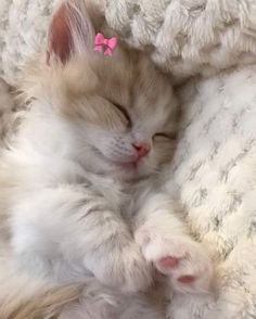 Cat Persian, Snoopy Wallpaper, White Cats, Couple Videos, Pretty Cats, Baby Cats, Cuteness Overload