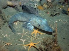 a fish that is laying down on the ground next to some seaweed and corals