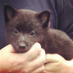 a person holding a small black puppy in their hands and looking at the camera with an intense look on his face