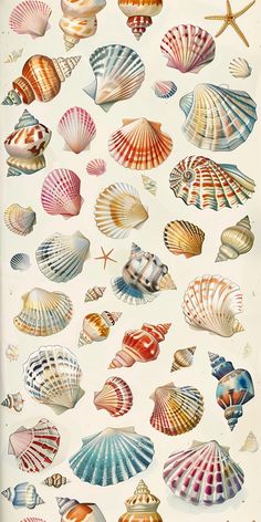 an image of seashells on white background