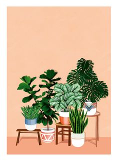 three potted plants sitting next to each other on top of a wooden table in front of a pink wall