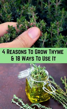 Grow Thyme, Medicinal Herbs Garden, Light Purple Flowers, Indoor Herb Garden, Herbs For Health, Herbs Indoors, Evergreen Shrubs, Healing Herbs, Growing Herbs