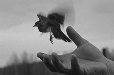 a person holding out their hand with a bird flying in the air above them,