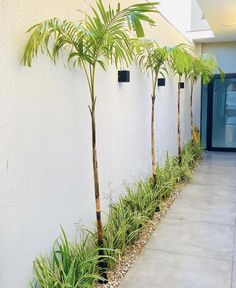 three palm trees are lined up against the wall