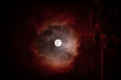 the moon is seen through some trees at night