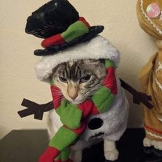 a cat wearing a christmas hat and scarf next to two stuffed animals on a table