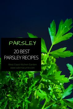 parsley is one of the best herbs to grow in your garden and it's easy to grow