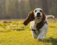 a brown and white dog running in the grass with it's front paws up