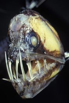 a close up view of a fish's mouth