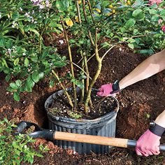 a woman is digging in the dirt with a shovel and tree sapling next to her