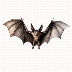 a bat flying through the air with its wings spread