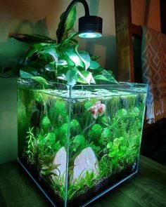 an aquarium with plants and rocks in it on a wooden table next to a lamp