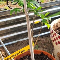 Orange Trumpet Climbing Vine 4' in Pot - Etsy Hibiscus