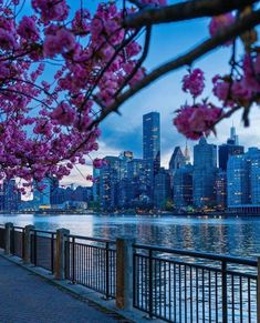 the city skyline is lit up at night with cherry blossoms in bloom along the waterfront