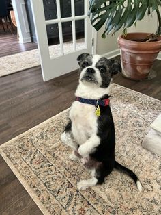 a small black and white dog sitting on top of a rug next to a potted plant