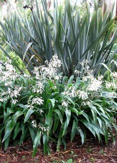 some white flowers are growing in the grass